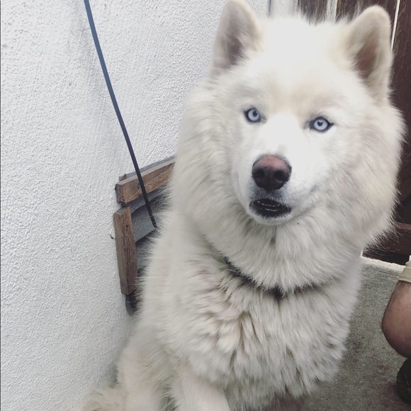 Meet your Posher, Lucy - Picture 1 of 3